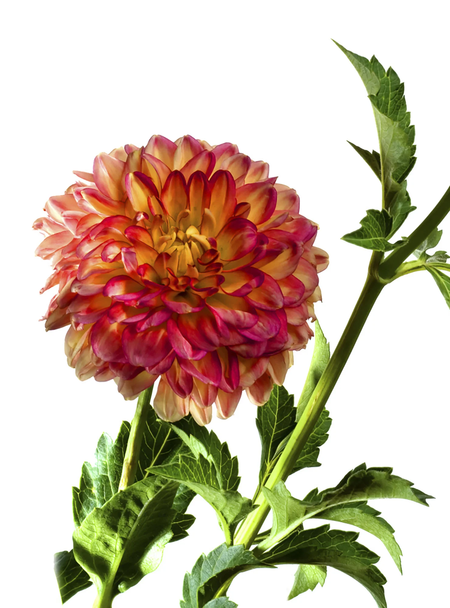 17 Dahlia.jpg