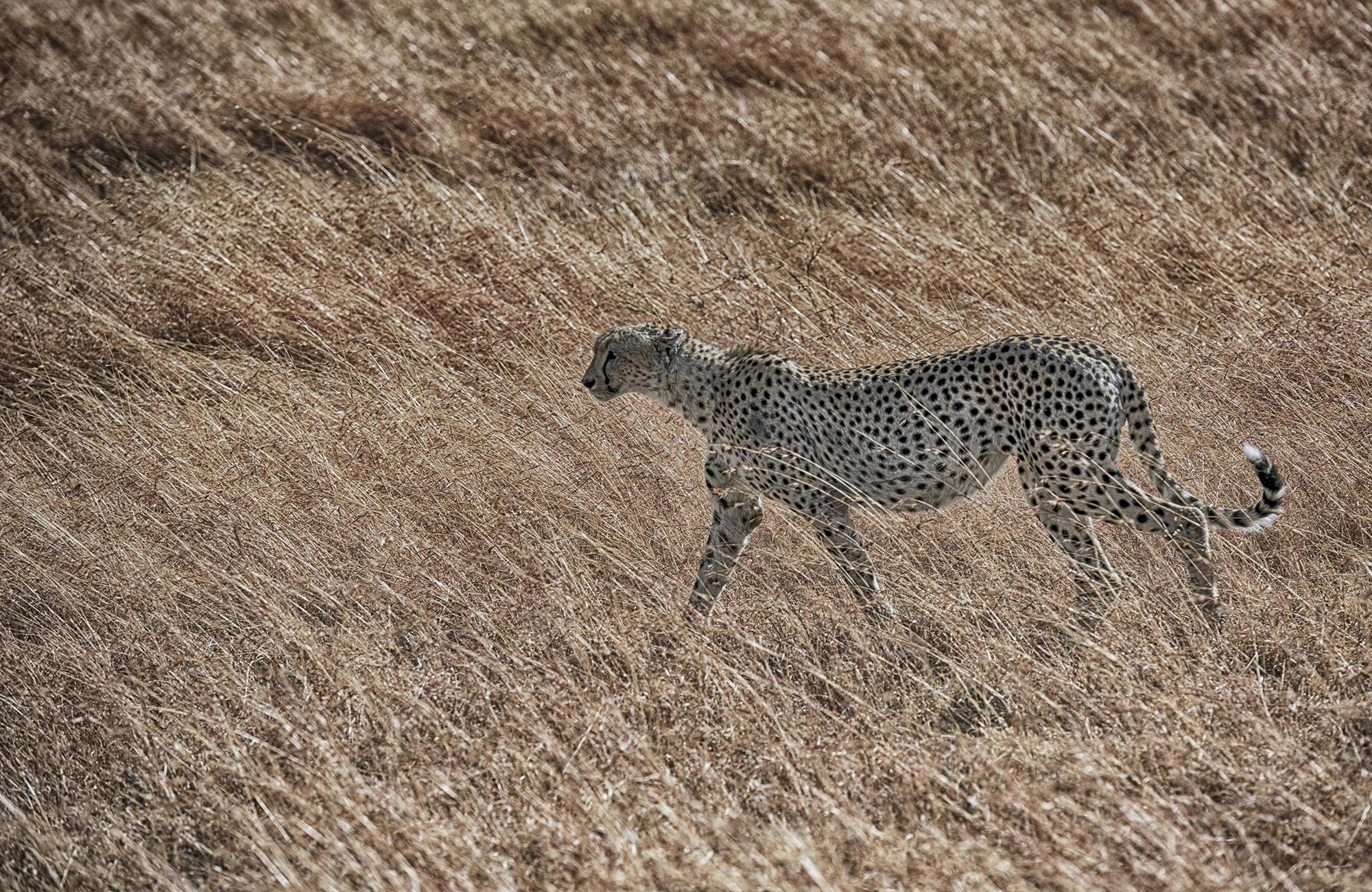 34.5. Walking Cheetahjpg.jpg
