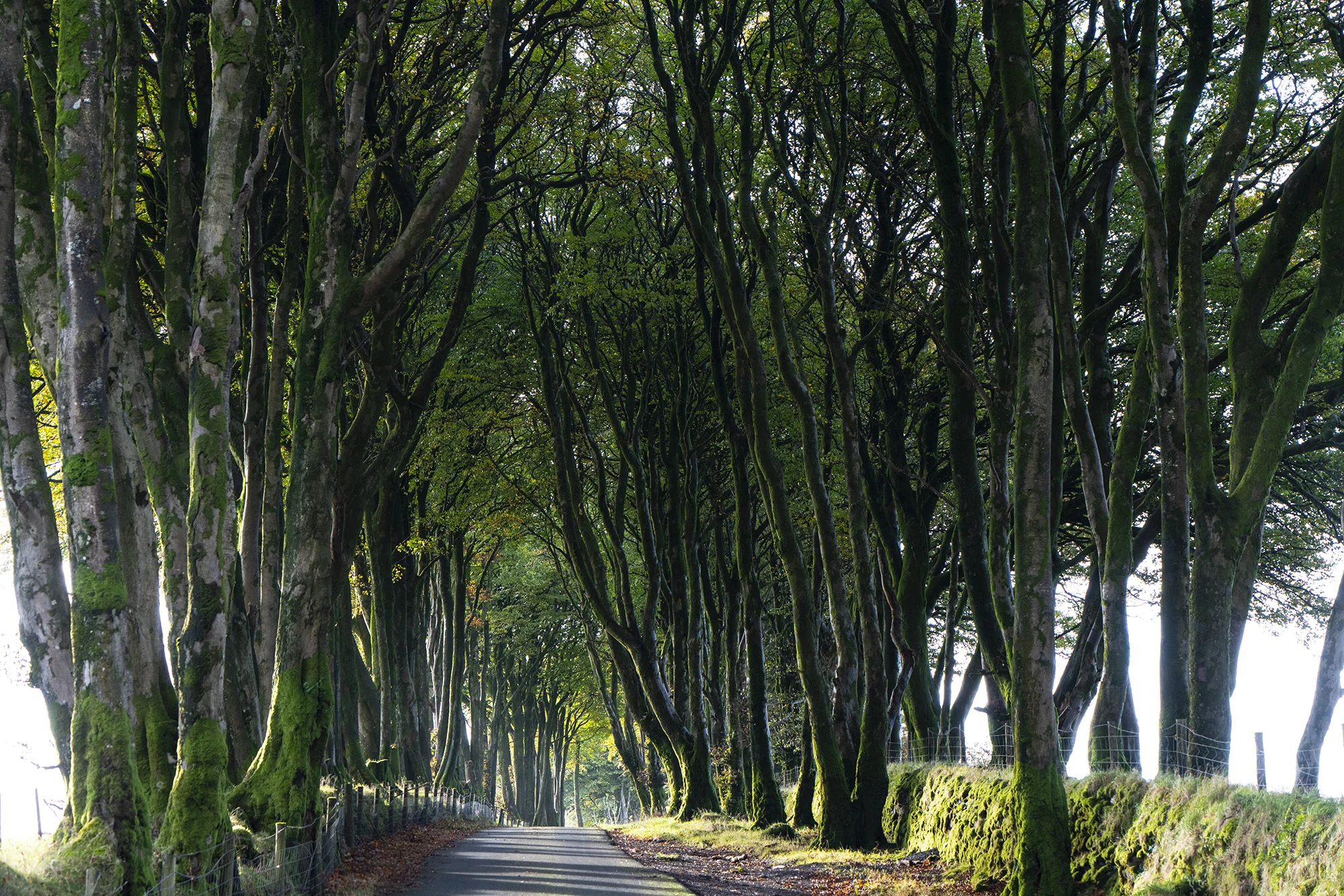 Tree Tunnel.jpg