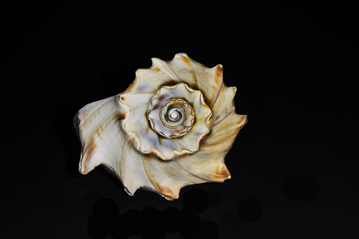Shell 1 Alt.jpg