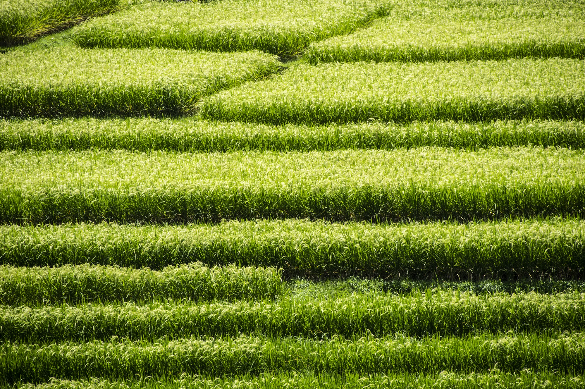 Rice Terrace.jpg