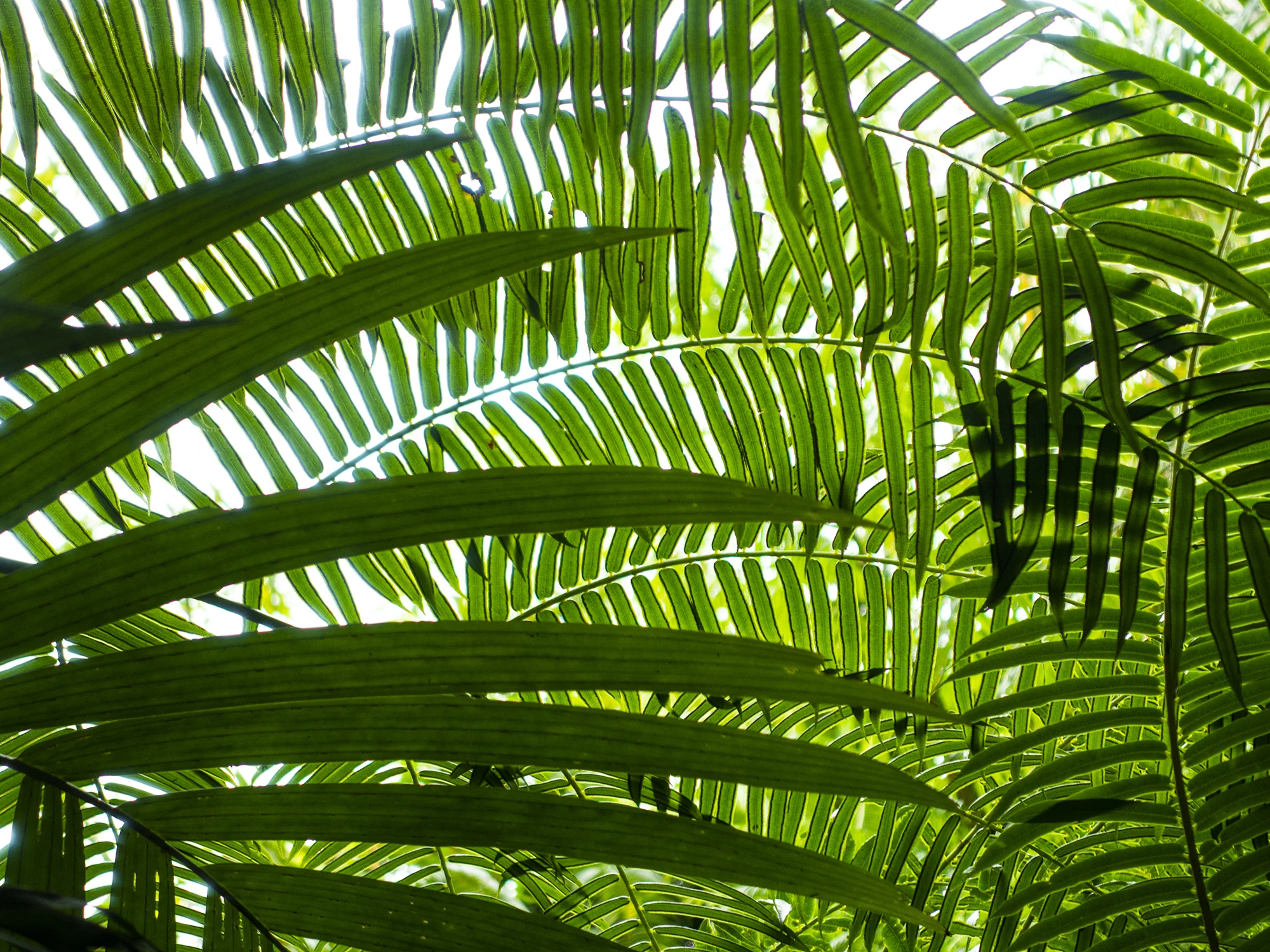 Bali Ferns.jpg