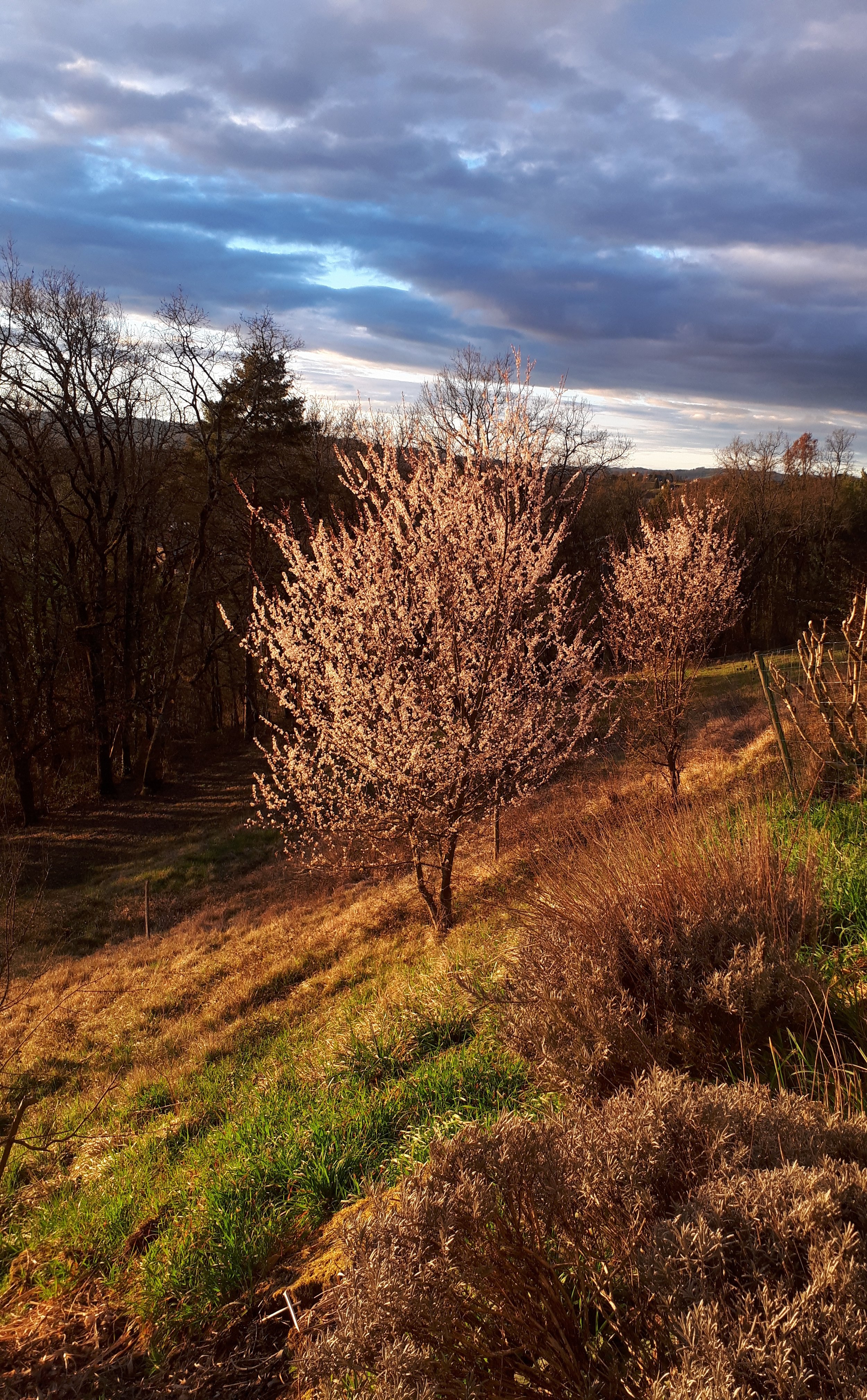late afternoon sun and cherry tree in bloom