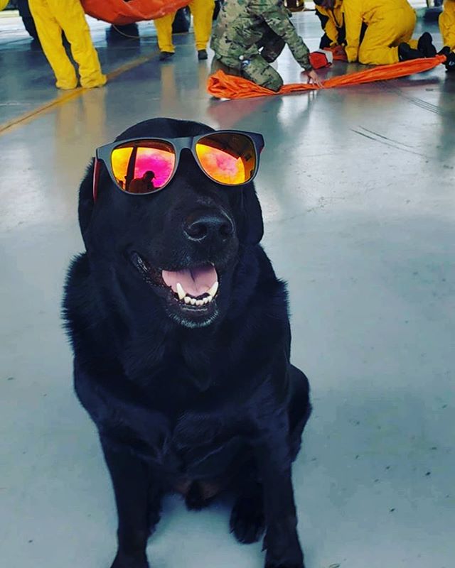 That moment when you put on your first pair of Blade Shades...😎🏒
&mdash;
#cutepuppy #puppylove #isitoctoberyet #dogg #dogoftheday #nhl #hockeyislife