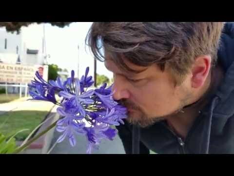 Sean Watkins - "Everything" Official Music Video