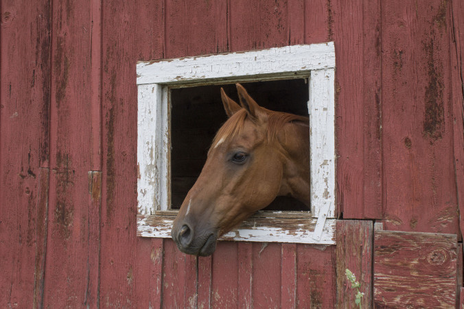 "Otis" the horse.