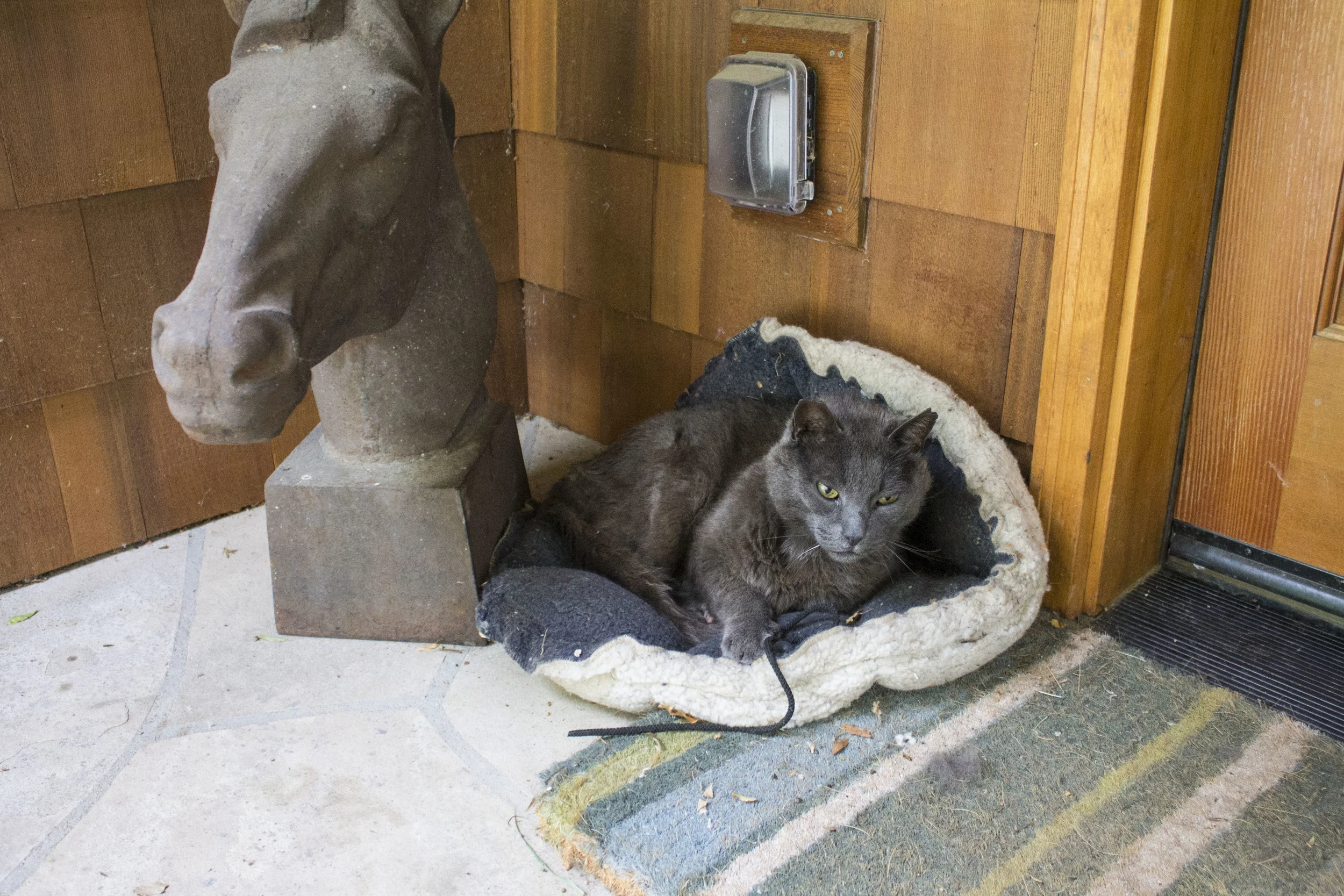 "Smokey" the coolest badass barn cat around.