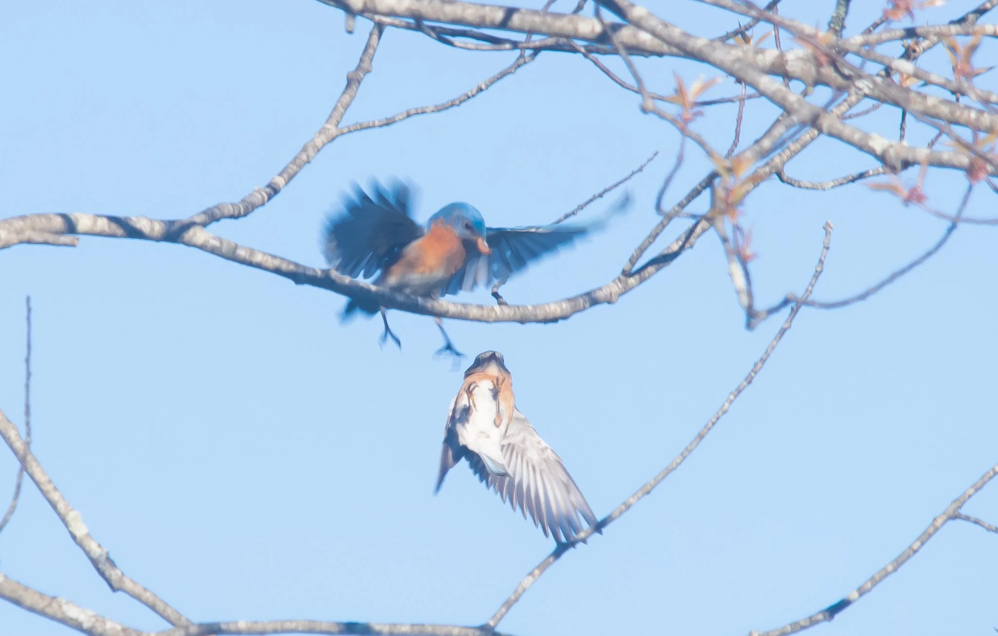 Mass Audubon Wachusett Meadow Wildlife Sanctuary