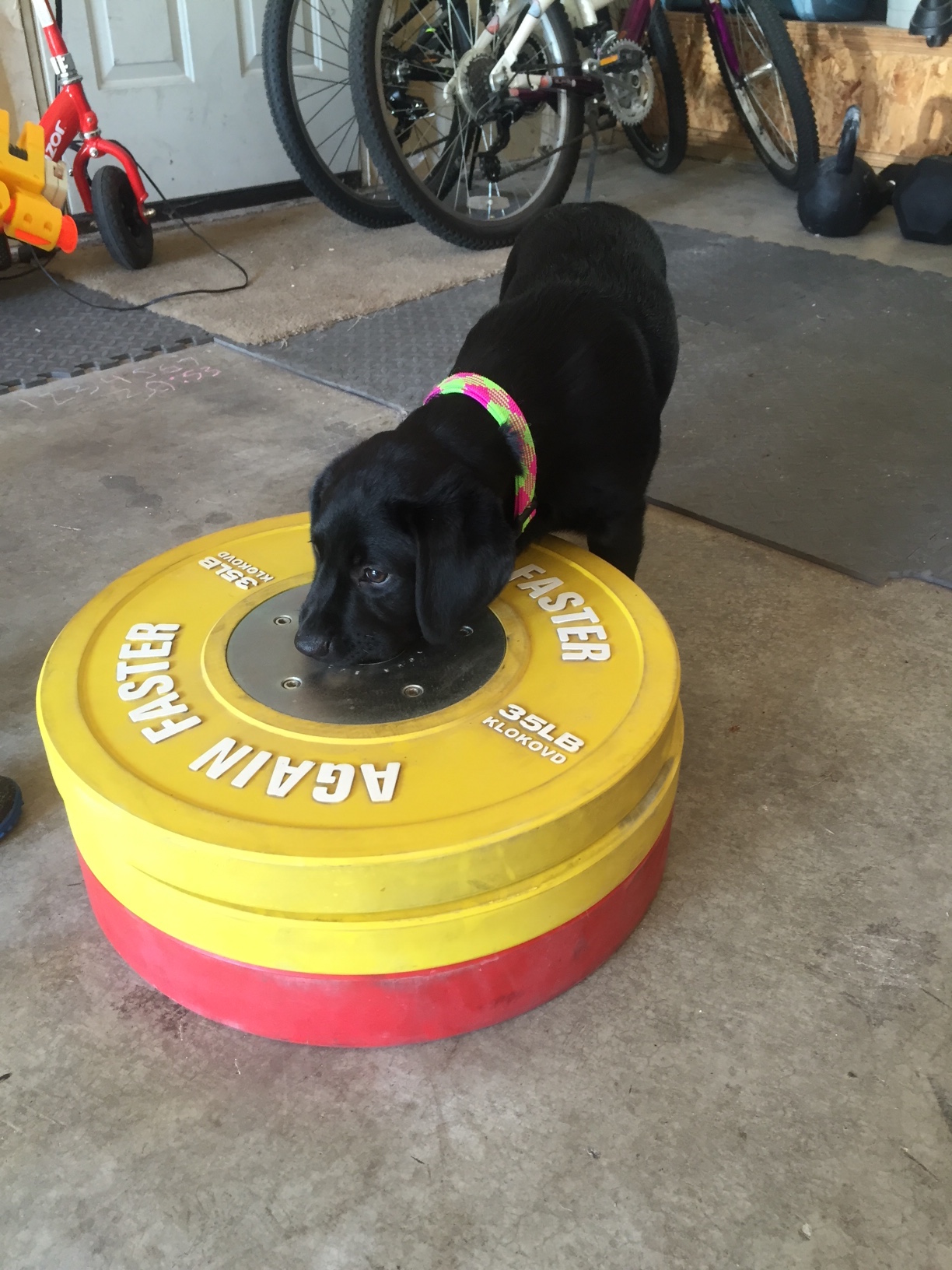 Lani loves bumper plates. She says it's time to clang-n-bang!