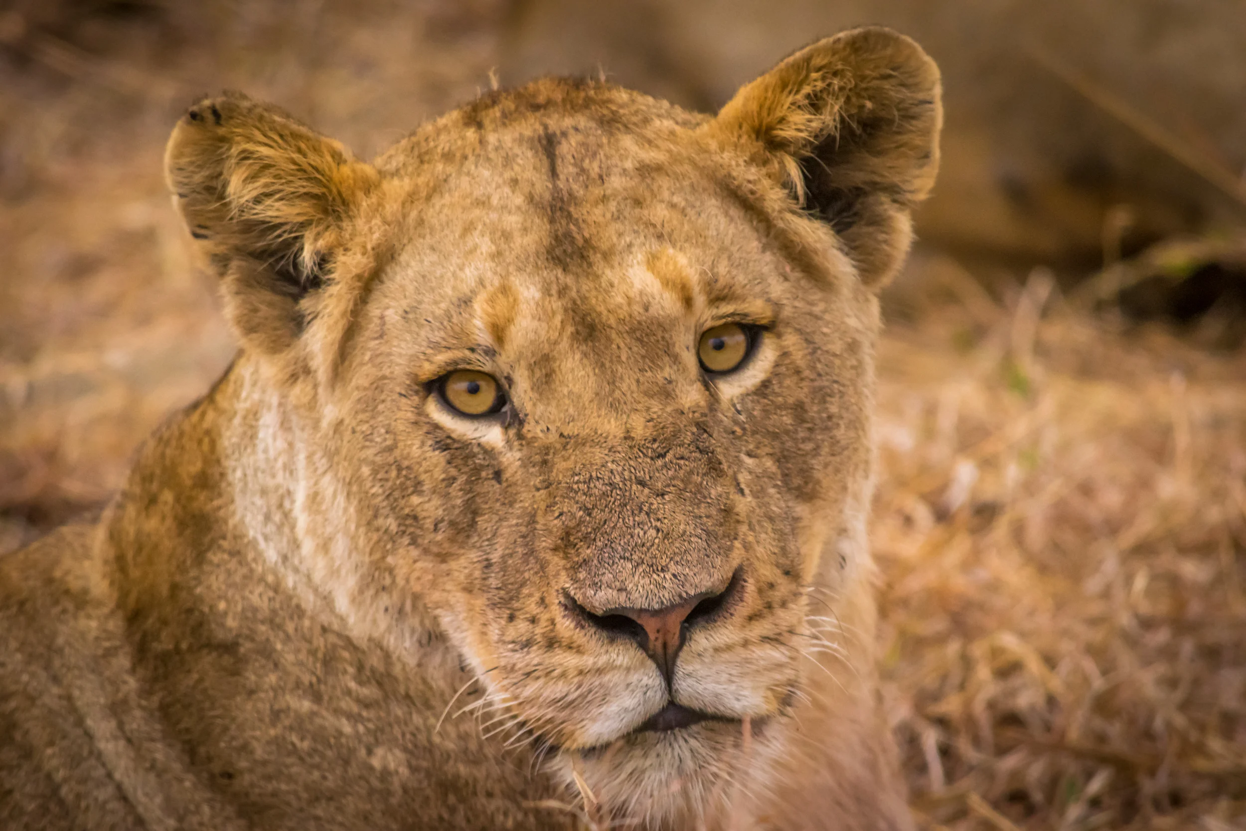 Hypnotic Eyes, Kruger National Park, South Africa
