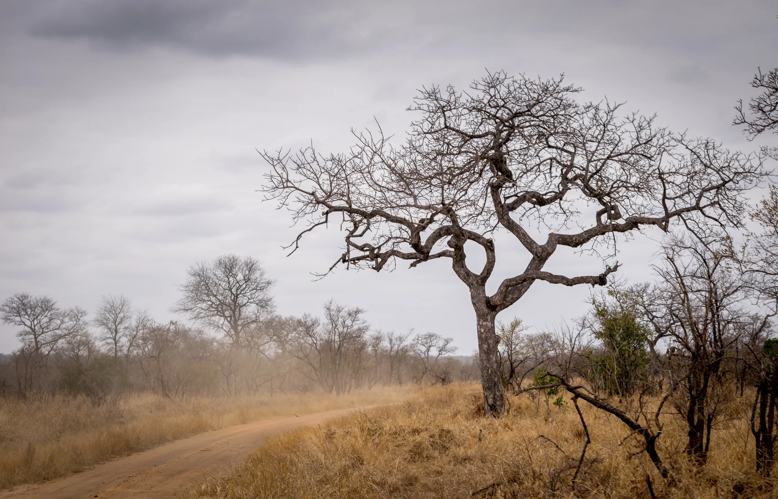 Tree by the Road, Kruger National Park, South Africa