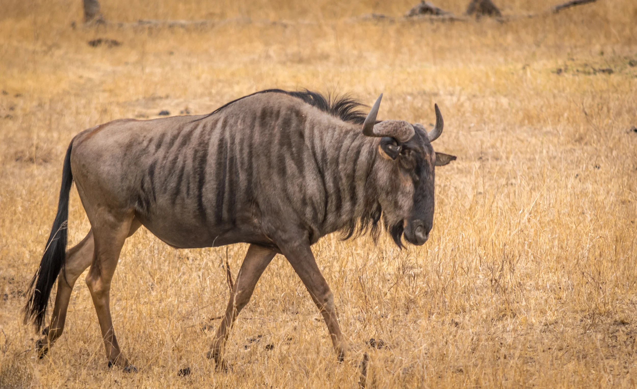 What's Gnu, Wildebeest? Kruger National Park, South Africa