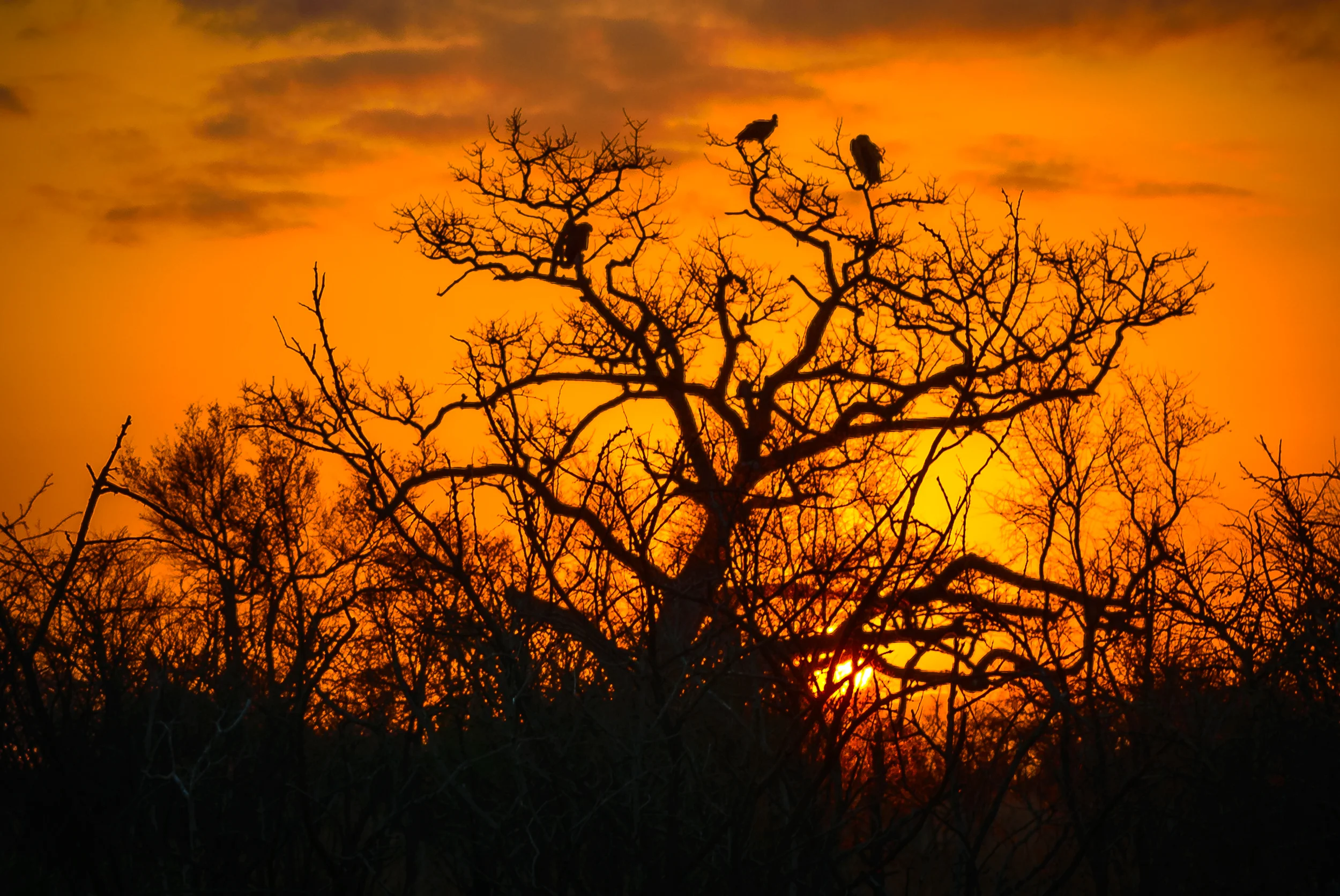 Waiting for their Turn, Sunset, Kruger National Park, South Africa