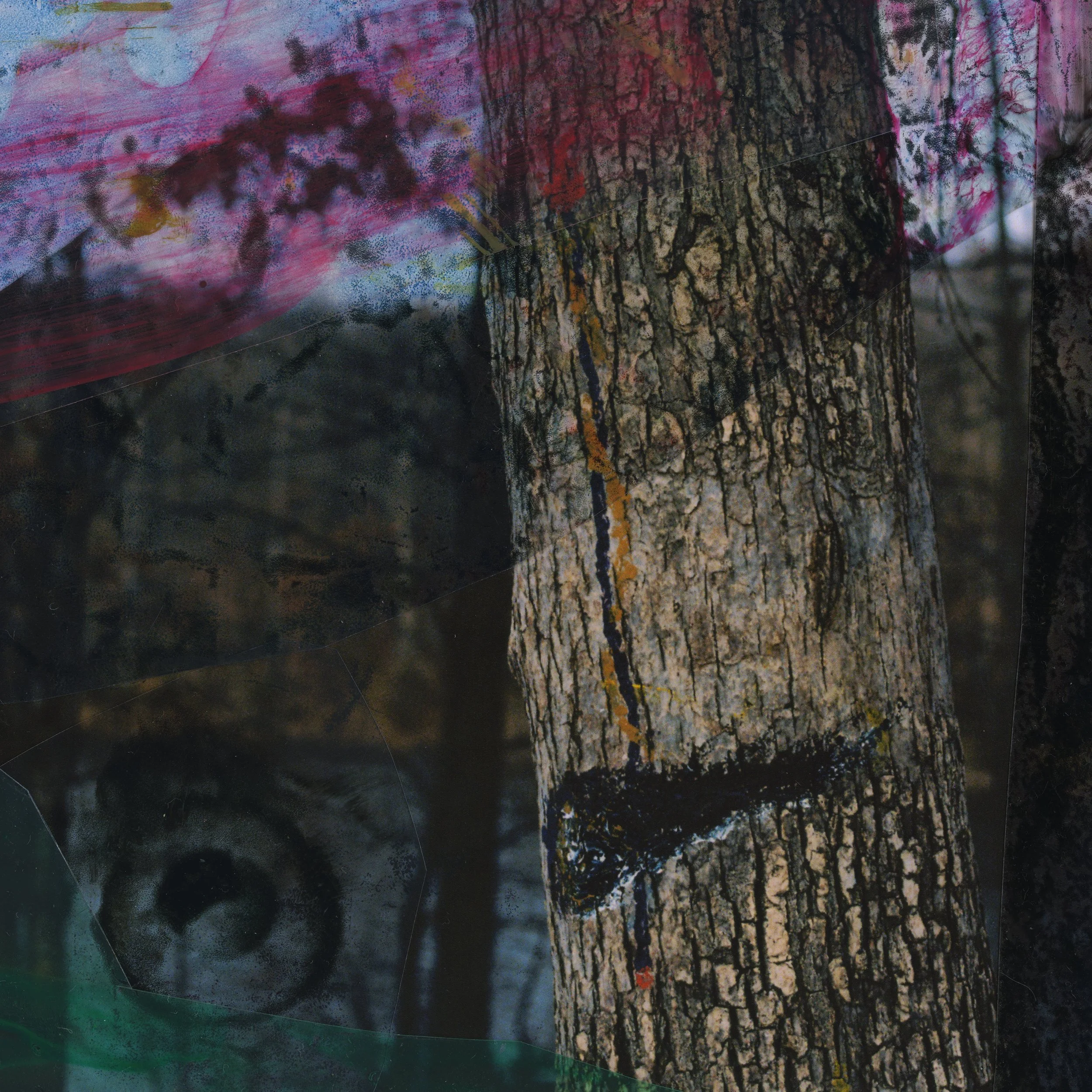 bough_crop1_digital_8bit_11 compression_MIKEO (3).jpg