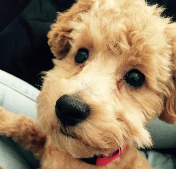 A Dog Lover's Type of Coverage