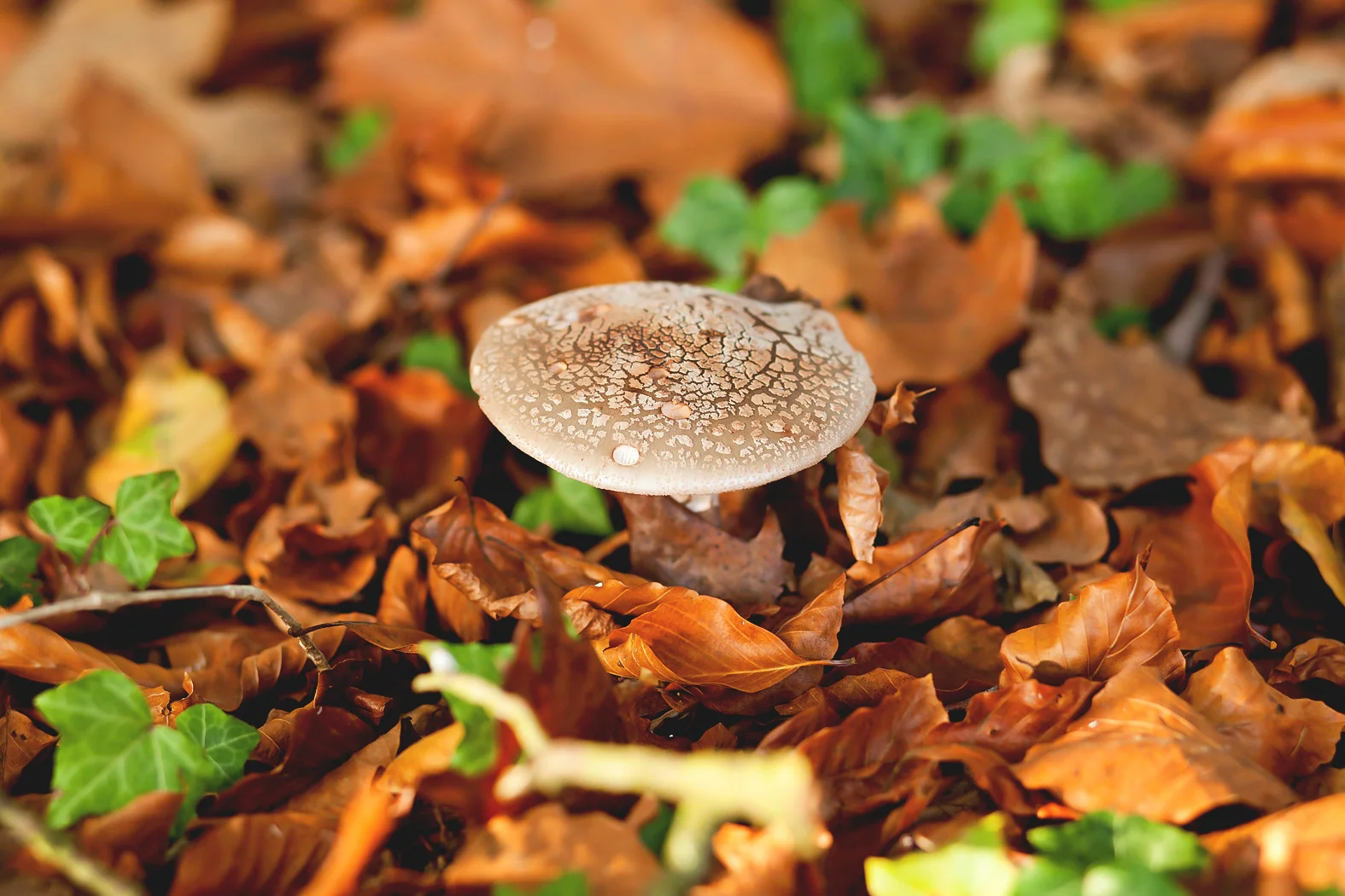 Autumn 01 - Christine Reehorst.jpg