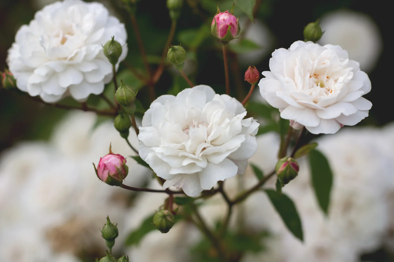 UK roses - Christine Reehorst.jpg