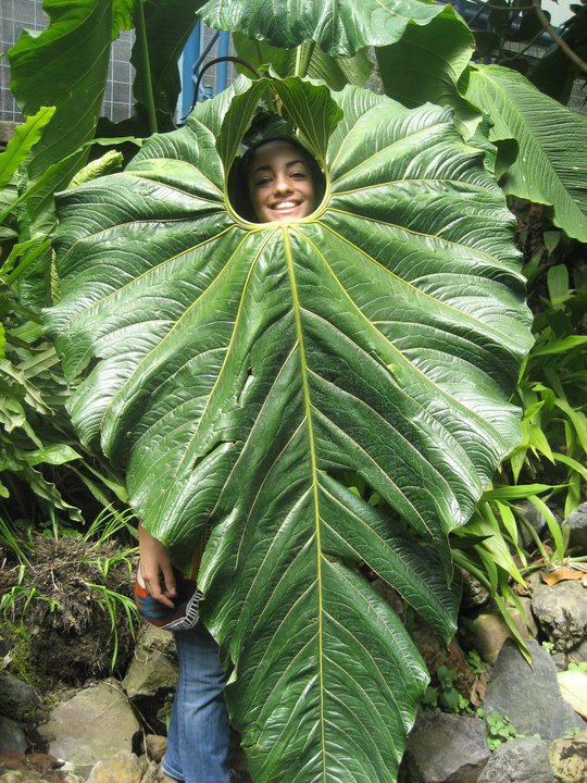 student and leaf in amazon.jpg