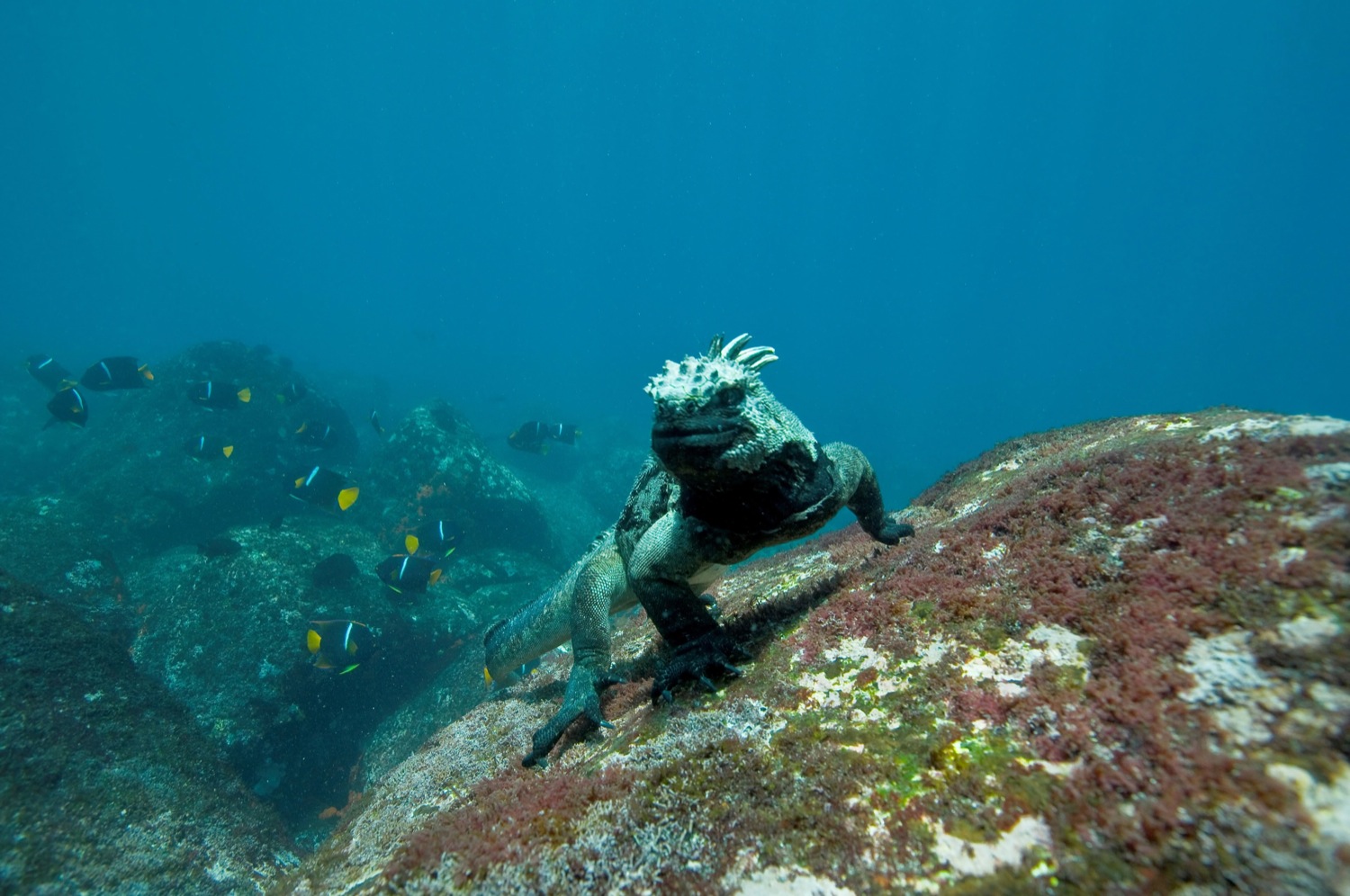 Marine-Iguana_Galapagos-Island_jpg.jpg