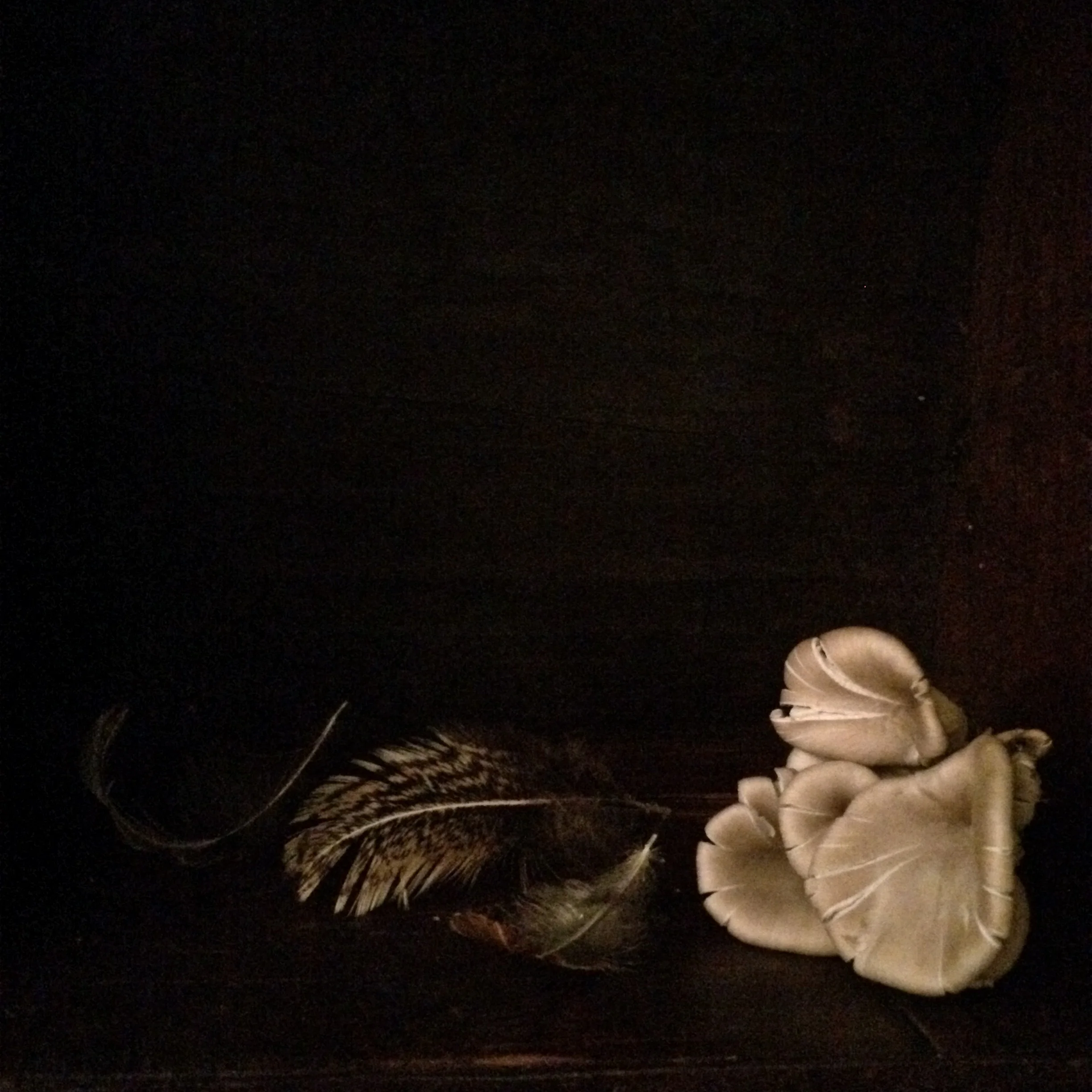 mushroomfeathers1.JPG