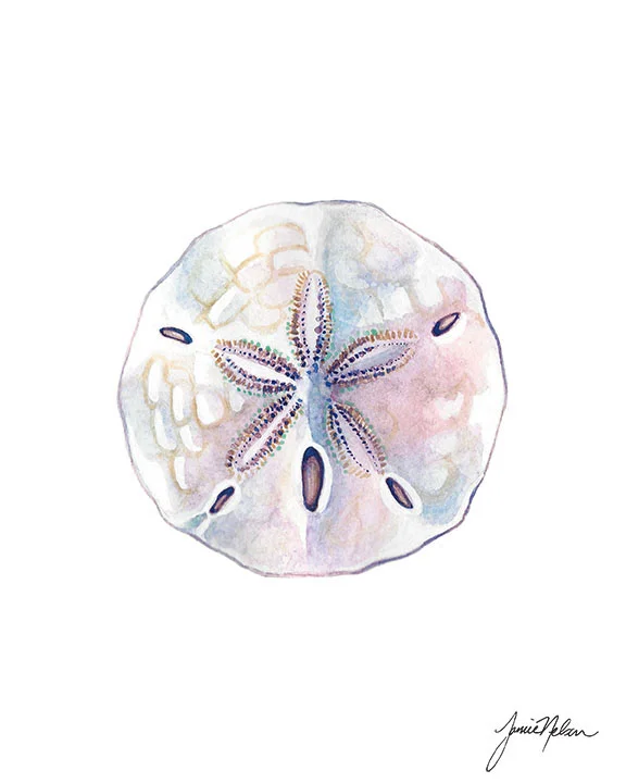 Janice Nelson Made in USA 8x10 Watercolor Sand Dollar Print