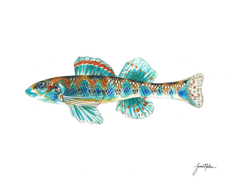 Janice Nelson Made in USA 11x14 Watercolor Fish Print
