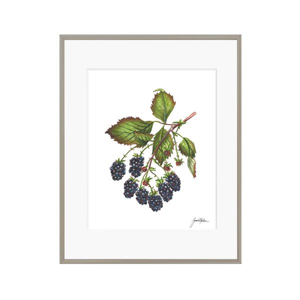 Janice Nelson 8x10 Watercolor Blackberry Print Painting