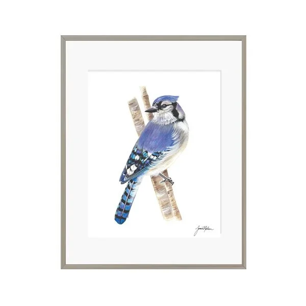 Janice Nelson 8x10 Watercolor Blue Jay Print Bird Painting
