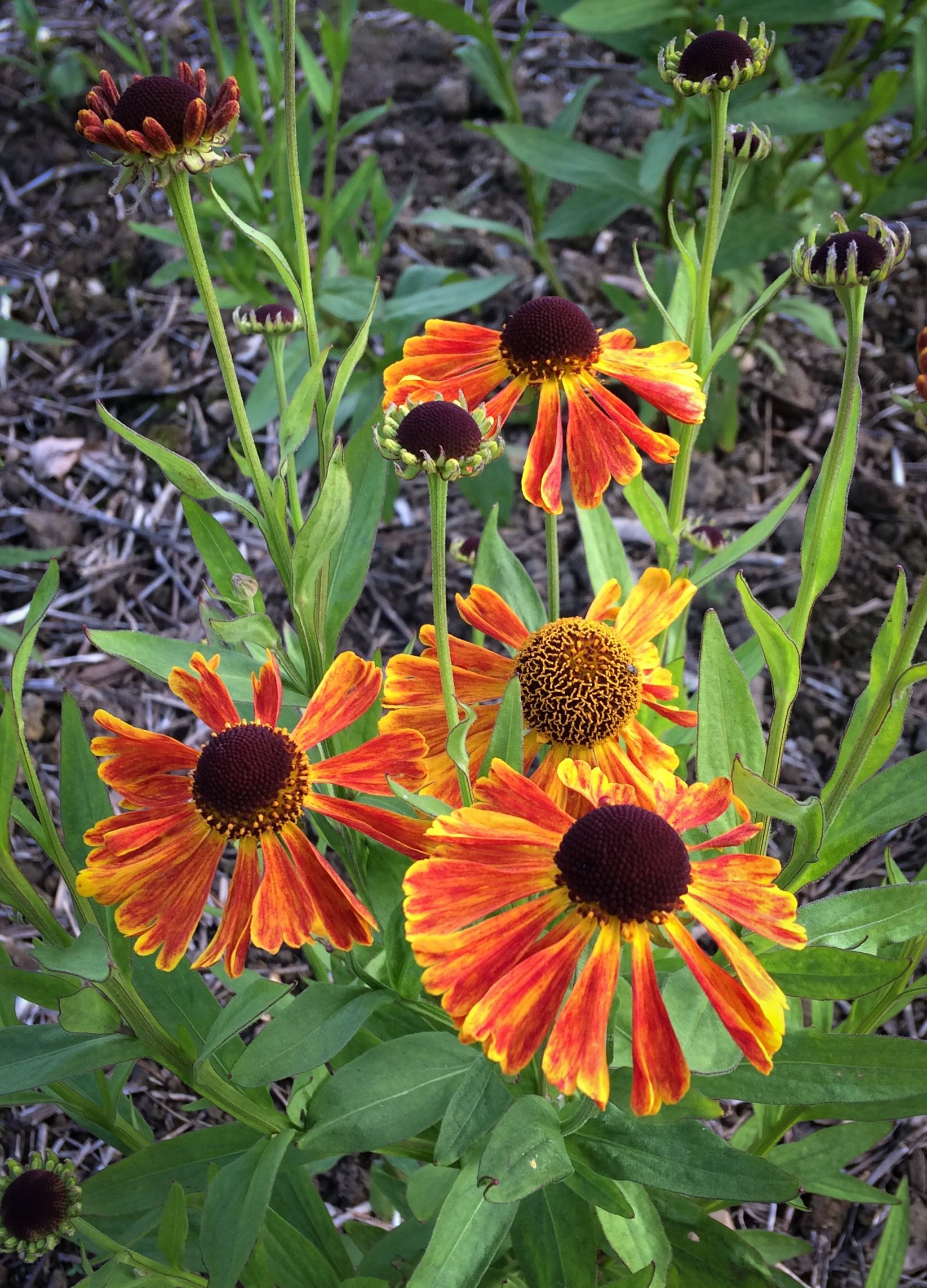 Helenium 'Waltraut'