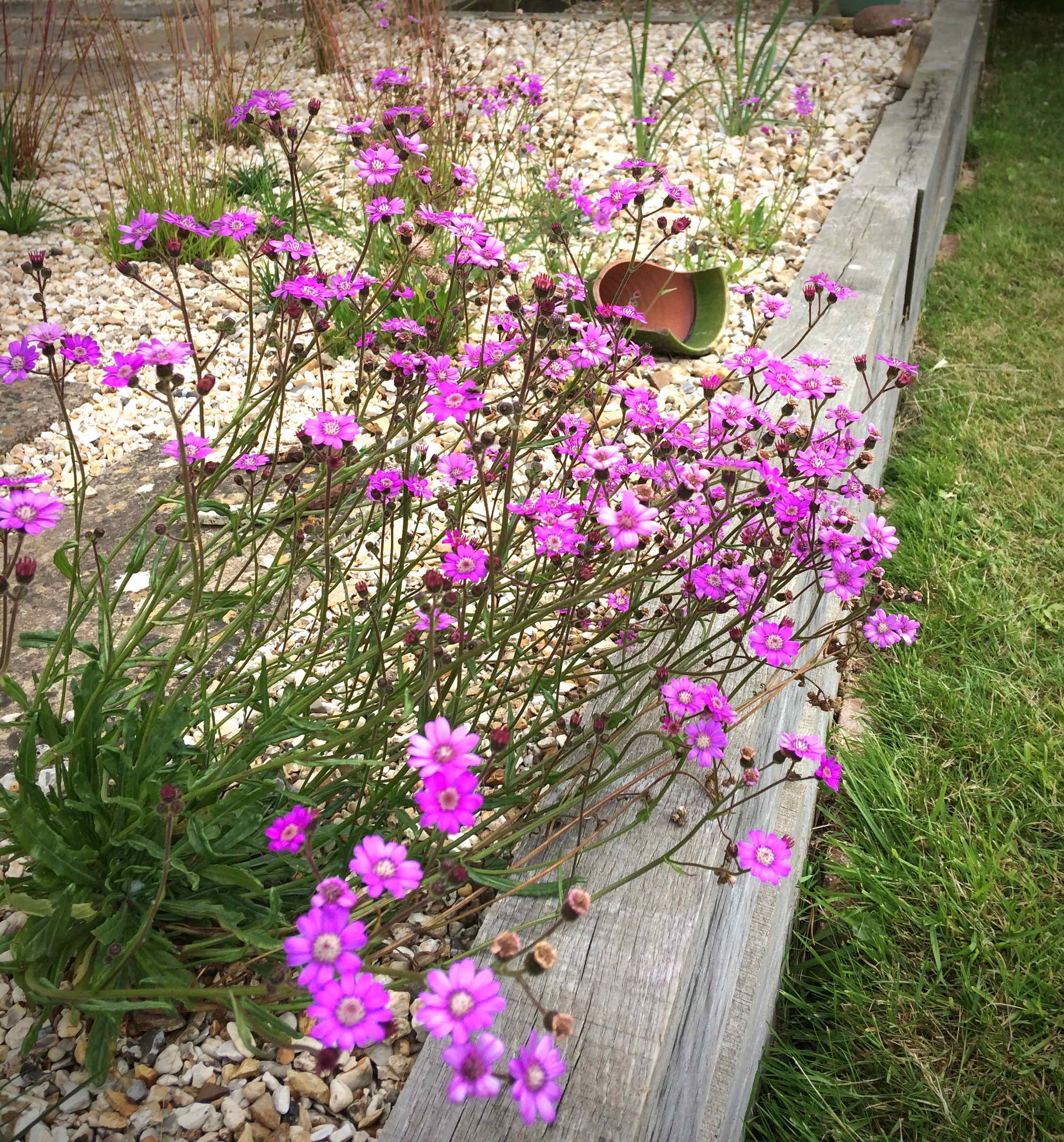 Senecio polyodon