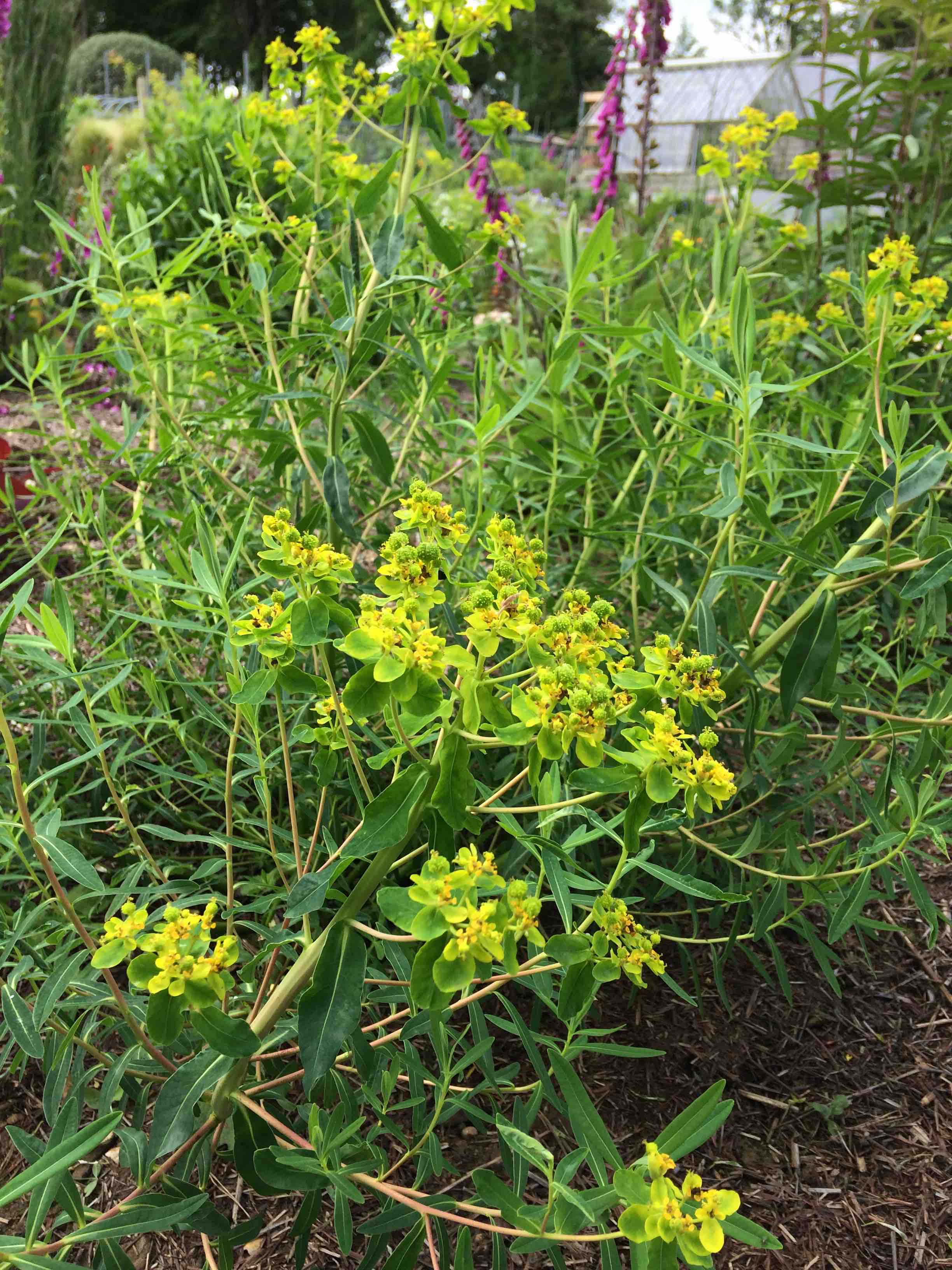 Euphorbia palustris