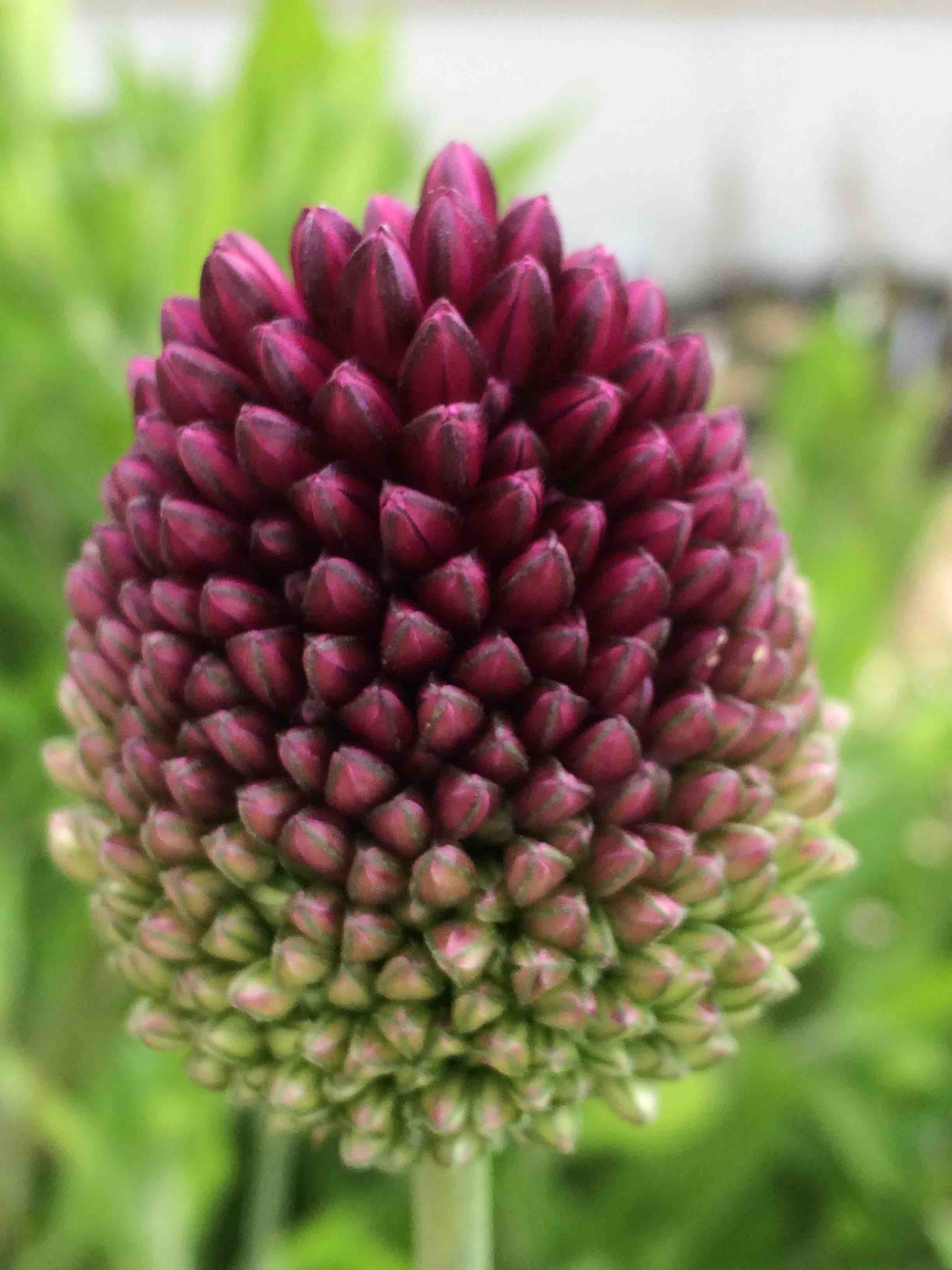 Allium sphaerocephalon