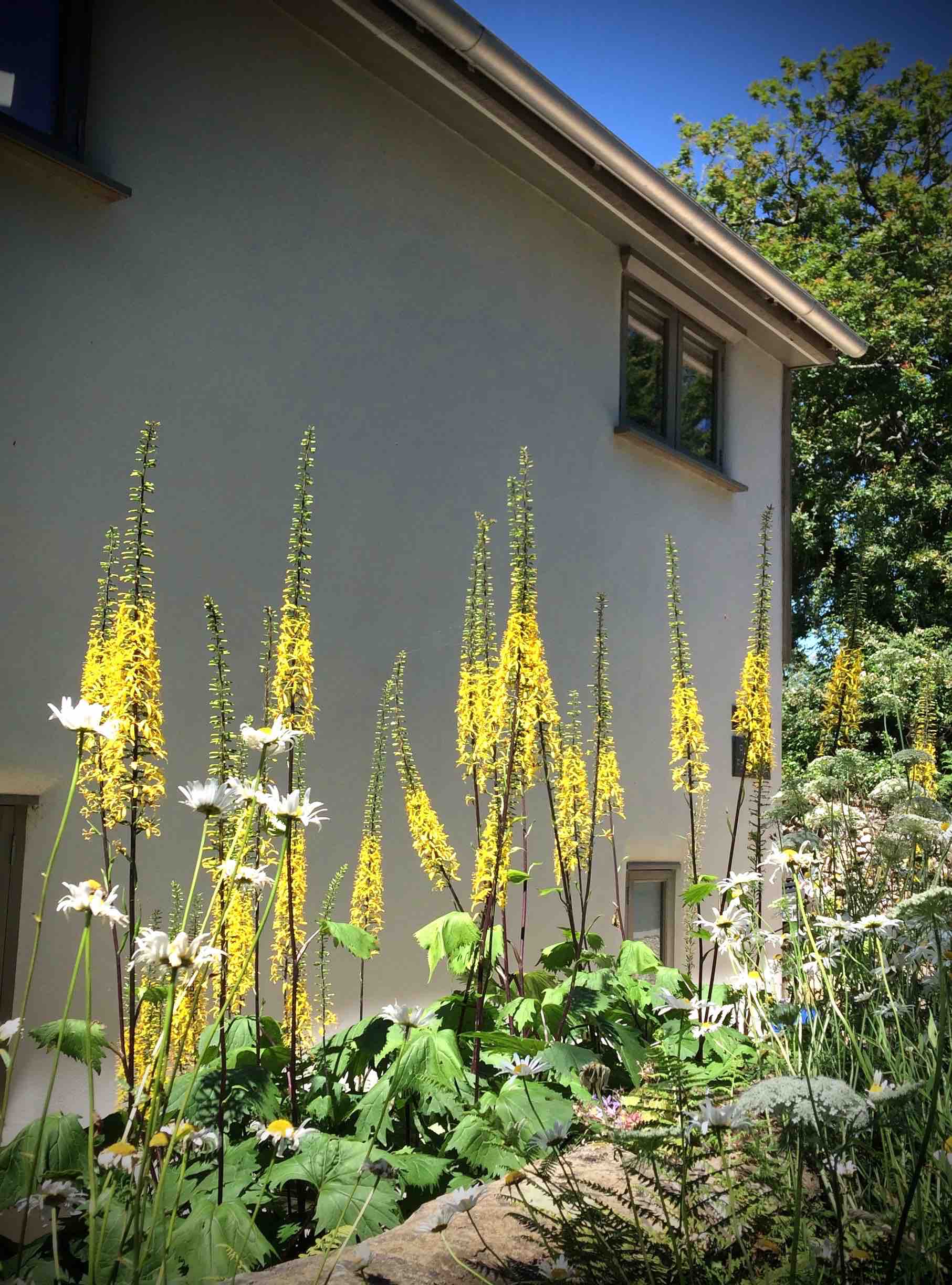 Ligularia przewalskii ' The Rocket'