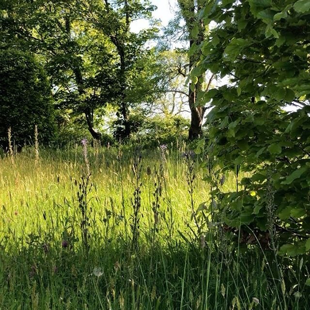 A chilly morning here in Devon. But how peaceful and tranquil at #southwoodfarm meadow with white Camassia and Seniecio Jacobea flowering and the Rhinanthus minor about to flower. It is The latest frost we have seen in our garden at Lyme Regis for th