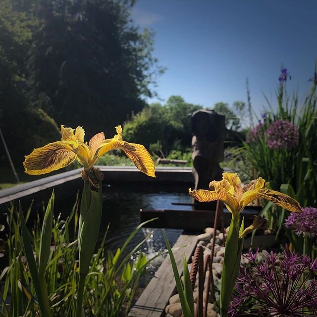 Iris pseudacorus &lsquo;Holden Clough&rsquo; flowering in the bog garden next to the pond. These were planted last autumn from #devonpondplants and are settling nicely. Looking forward to I. Pseudacorus &lsquo;Berlin Tiger&rsquo; flowering so I can c