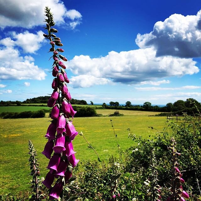 Foxgloves, fields and fluffy clouds. .
.
#digitalispurpurea #cumulushumilis