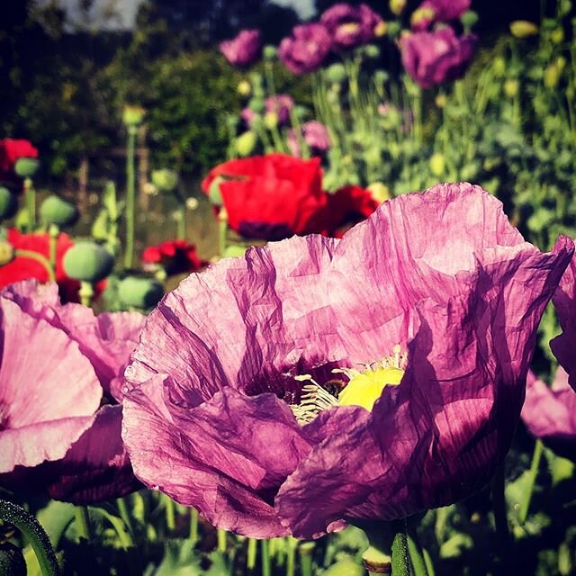 Self seeded poppies, pollinator heaven. .
.
.
#papaversomniferum #bees