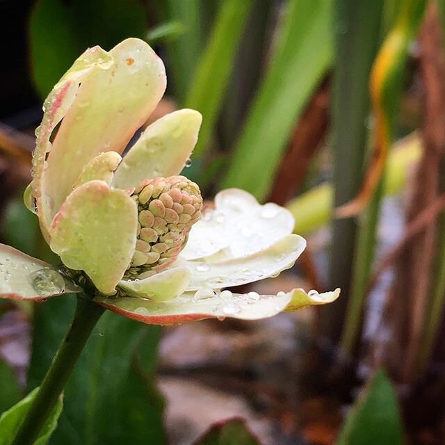 Anemopsis californica, in the much needed rain, coming into the flower in the pond. Planted last year from #devonpondplants .
.
.
#anemopsiscalifornica #pondlife #wildlifeponds