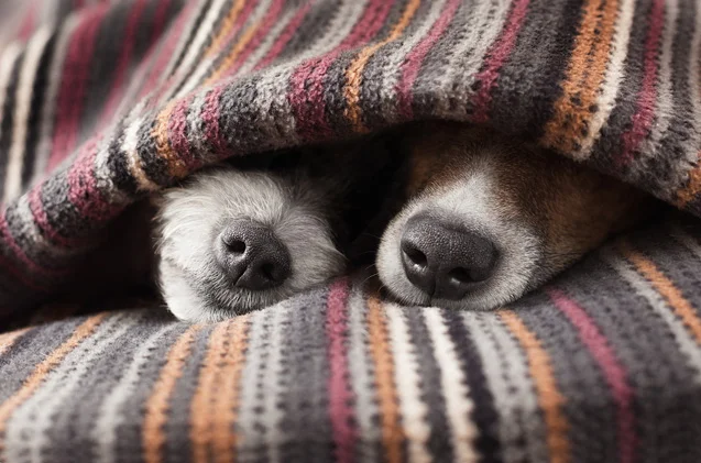 Dog Blanket.jpg