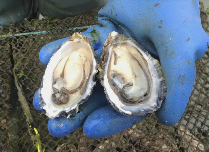 Dooncastle Oysters