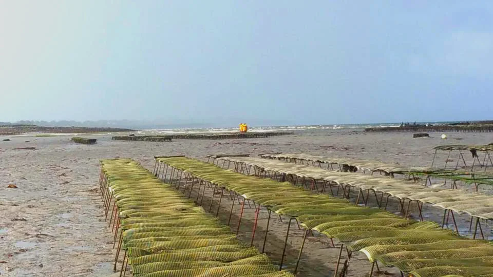 Dooncastle Oyster Farm, Connemara