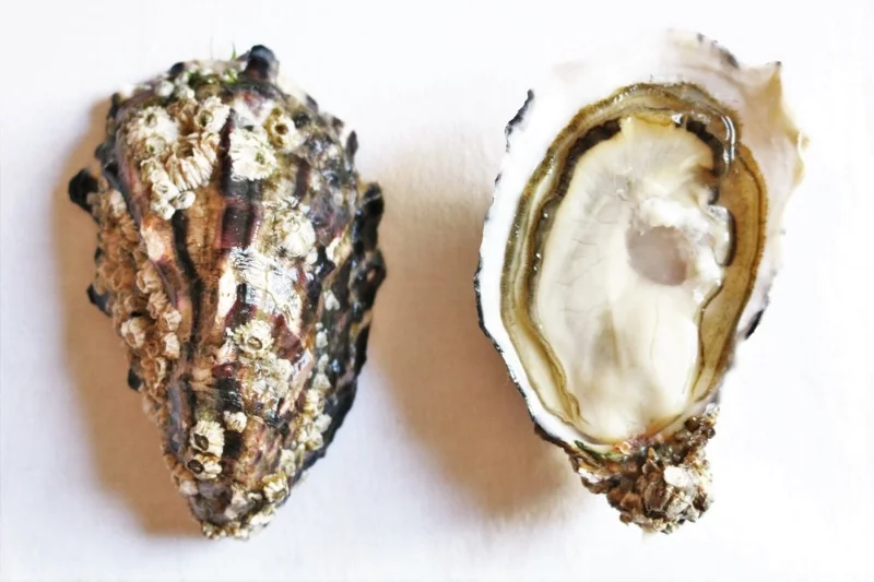 Carlingford Oysters