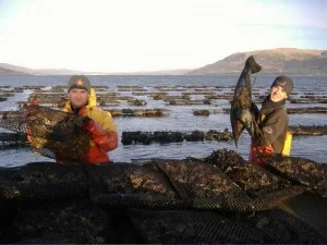 Carlingford Oyster Farm
