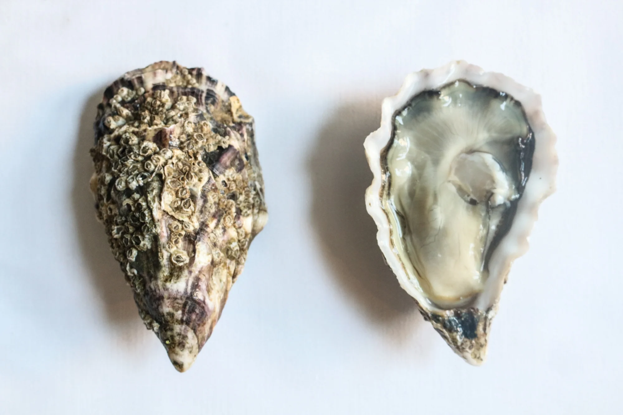 Whitstable Rock Oysters