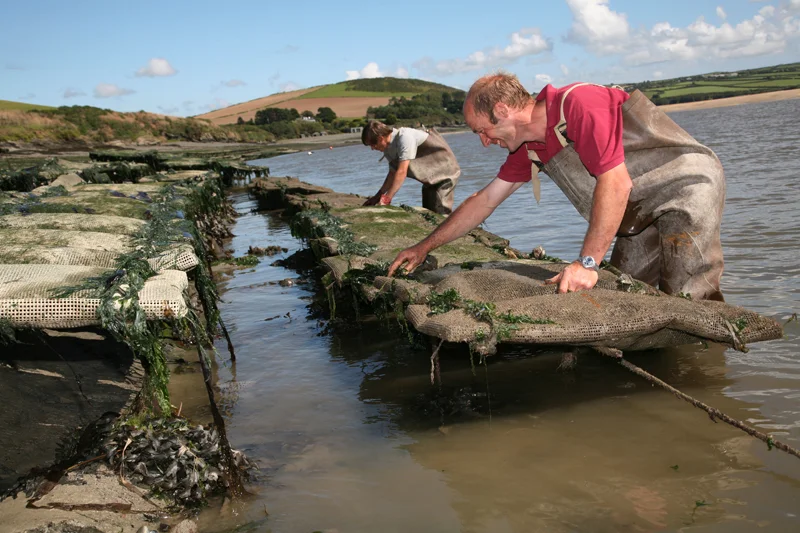 Porthilly Oyster Farm, Cornwall