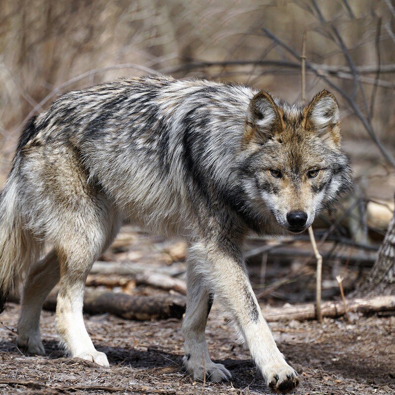 Meet the Mexican Grey Wolf! 🐺 #wildlifewednesday 

The Canis lupus baileyi is a species of wolf of which there are currently less than 300 left in the world. Its size, smaller than that of any other wolf, can be compared to that of a medium-sized do