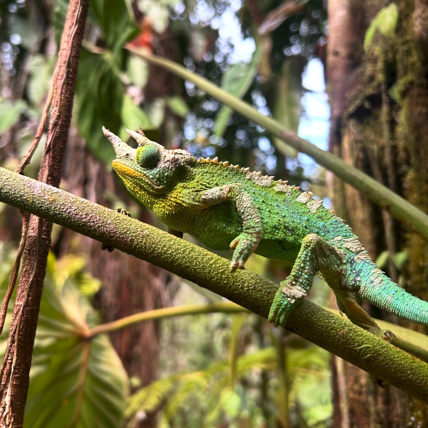 Have you ever spotted a Jackson Chameleon? They love to climb trees and are experts at blending in when they aren&rsquo;t on the go!

Males are generally 10-12&rdquo; long with a long, prehensile tail accounting for half of their length, and with thr