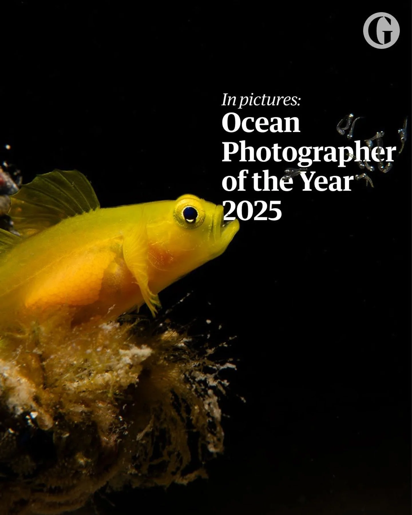 The winners of the Ocean Photographer of the Year 2025 have been revealed! The competition, presented by Oceanographic and Blancpain, showcases breathtaking images that celebrate the ocean&rsquo;s beauty and highlight the urgent need to protect it.

