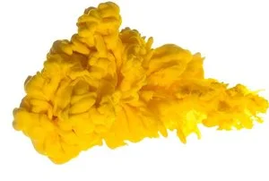 yellow.jpg