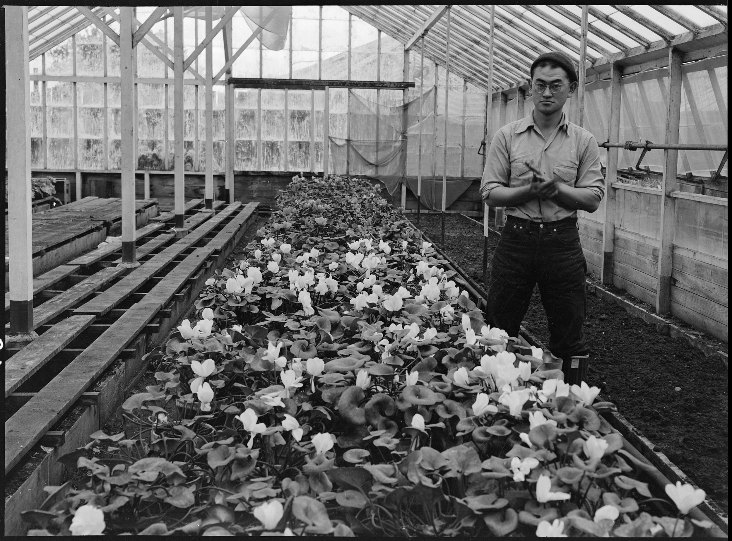    PRINT AVAILABLE   San Leandro, California. Greenhouse on nursery operated, before evacuation, by horticultural experts of Japanese ancestry. Many of the Nisei (born in this country) attended leading agricultural colleges such as that at Cornell. E
